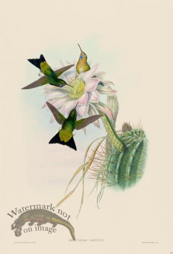 Gould Hummingbird 275